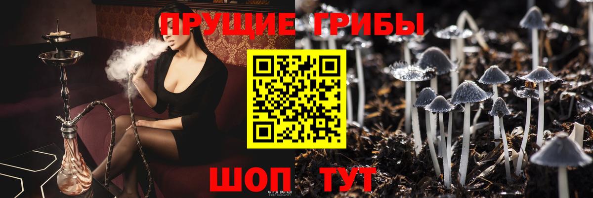 Псилоцибиновые грибы Cubensis Елабуга